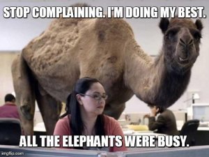 camel in the room